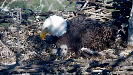 PA Farm Country Eagles Live Cams - Mar 28, 2026, 4:47pm EDT