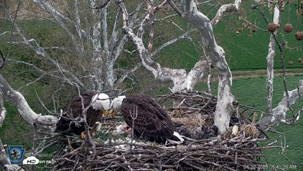 PA Farm Country Eagles Live Cams - Apr 22, 2026, 8:42am EDT
