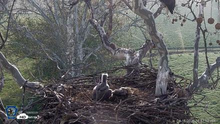 PA Farm Country Eagles Live Cams - Apr 16, 2026, 7:59am EDT