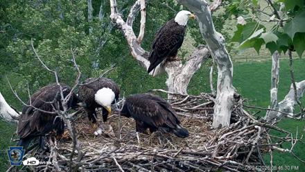 PA Farm Country Eagles Live Cams - May 24, 2026, 6:47pm EDT