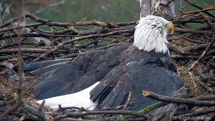 PA Farm Country Eagles Live Cams - Mar 16, 2026, 3:59pm EDT