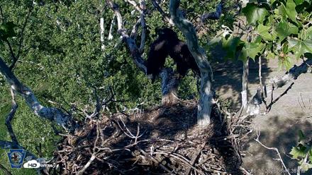 PA Farm Country Eagles Live Cams - Jun 3, 2026, 6:45pm EDT
