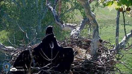 PA Farm Country Eagles Live Cams - May 16, 2026, 8:57am EDT