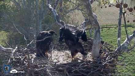 PA Farm Country Eagles Live Cams - May 5, 2026, 8:28am EDT