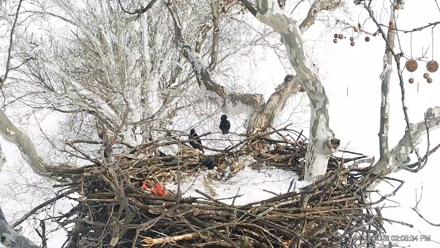 PA Farm Country Eagles Live Cams - Jan 28, 2026, 2:06pm EST