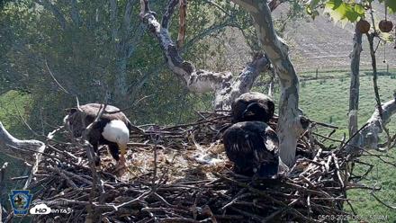 PA Farm Country Eagles Live Cams - May 10, 2026, 9:00am EDT