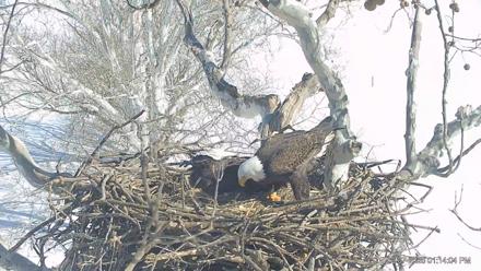 PA Farm Country Eagles Live Cams - Feb 7, 2026, 1:14pm EST