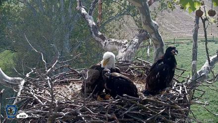 PA Farm Country Eagles Live Cams - May 10, 2026, 9:22am EDT
