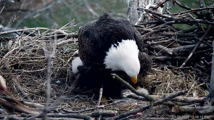 PA Farm Country Eagles Live Cams - Mar 21, 2026, 12:11pm EDT