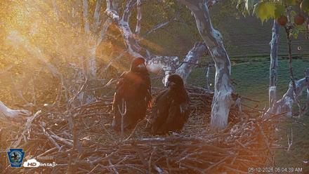 PA Farm Country Eagles Live Cams - May 12, 2026, 6:05am EDT