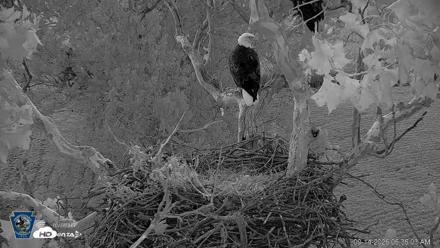 PA Farm Country Eagles Live Cams - Sep 14, 2026, 6:36am EDT