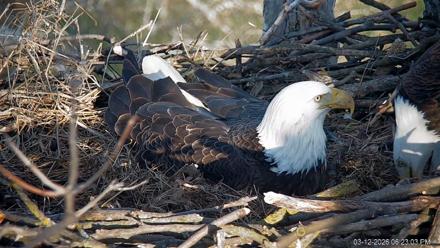 PA Farm Country Eagles Live Cams - Mar 12, 2026, 6:24pm EDT