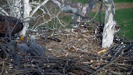 PA Farm Country Eagles Live Cams - Apr 1, 2026, 5:57pm EDT