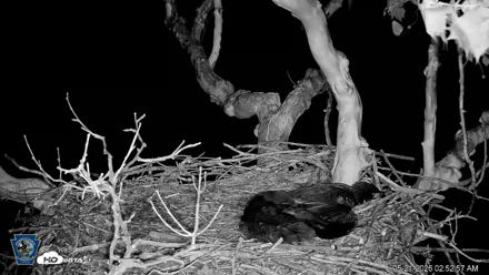 PA Farm Country Eagles Live Cams - May 21, 2026, 2:53am EDT