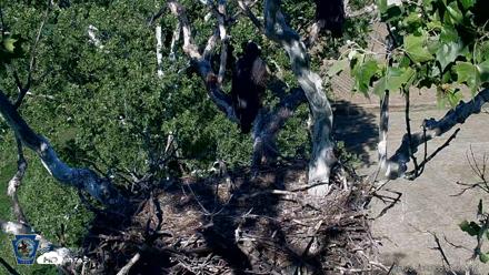 PA Farm Country Eagles Live Cams - Jun 3, 2026, 6:09pm EDT
