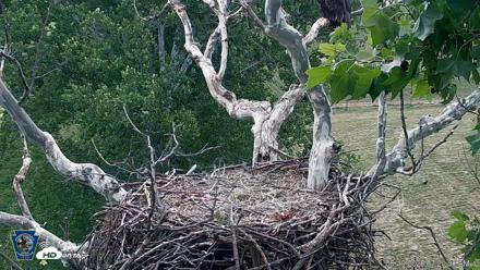 PA Farm Country Eagles Live Cams - Jun 10, 2026, 7:22am EDT