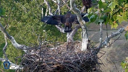 PA Farm Country Eagles Live Cams - Jun 1, 2026, 7:42pm EDT