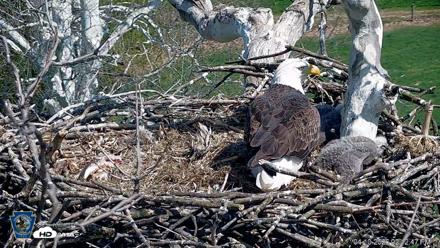 PA Farm Country Eagles Live Cams - Apr 10, 2026, 2:13pm EDT