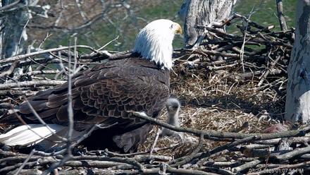 PA Farm Country Eagles Live Cams - Mar 24, 2026, 1:08pm EDT