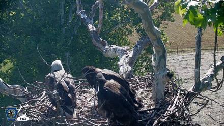 PA Farm Country Eagles Live Cams - Jun 1, 2026, 9:21am EDT