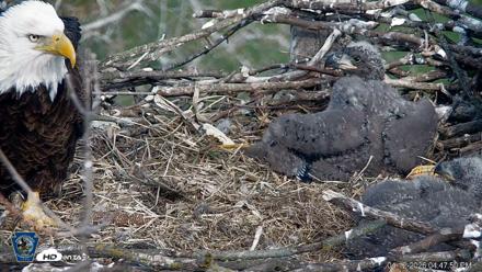 PA Farm Country Eagles Live Cams - Apr 12, 2026, 4:48pm EDT