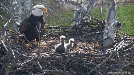 PA Farm Country Eagles Live Cams - Mar 31, 2026, 9:06am EDT