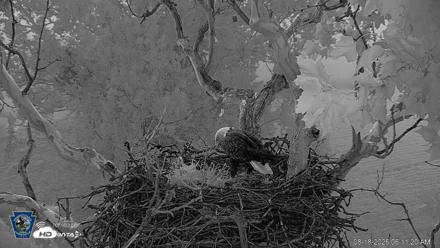 PA Farm Country Eagles Live Cams - Aug 18, 2026, 6:12am EDT
