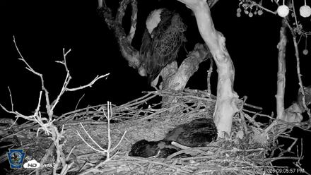 PA Farm Country Eagles Live Cams - Apr 27, 2026, 9:06pm EDT