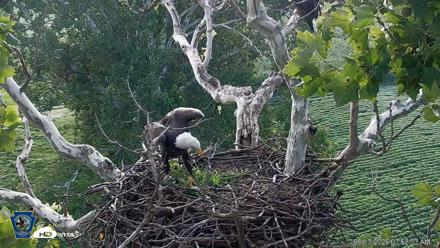 PA Farm Country Eagles Live Cams - Aug 13, 2026, 7:52am EDT