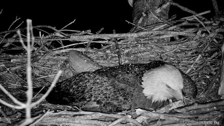 PA Farm Country Eagles Live Cams - Mar 11, 2026, 7:55pm EDT