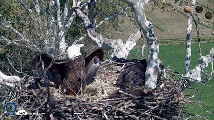 PA Farm Country Eagles Live Cams - May 4, 2026, 3:56pm EDT