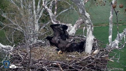 PA Farm Country Eagles Live Cams - May 2, 2026, 5:39pm EDT