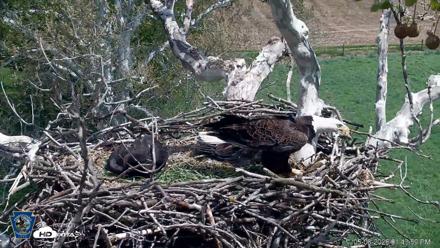 PA Farm Country Eagles Live Cams - May 8, 2026, 1:44pm EDT