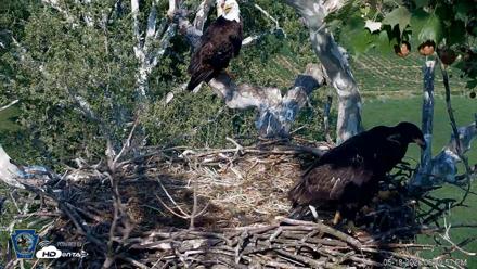 PA Farm Country Eagles Live Cams - May 18, 2026, 5:40pm EDT