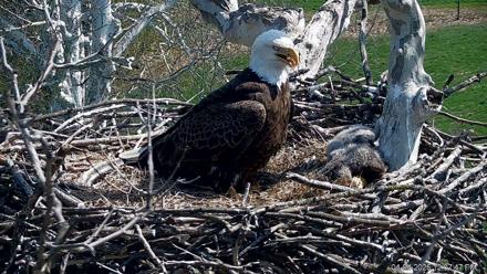 PA Farm Country Eagles Live Cams - Apr 4, 2026, 12:08pm EDT