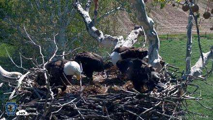 PA Farm Country Eagles Live Cams - May 8, 2026, 10:58am EDT