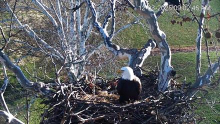 PA Farm Country Eagles Live Cams - Dec 3, 2025, 9:03am EST
