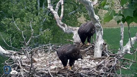 PA Farm Country Eagles Live Cams - May 26, 2026, 1:20pm EDT
