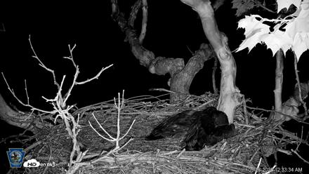 PA Farm Country Eagles Live Cams - May 26, 2026, 12:34am EDT