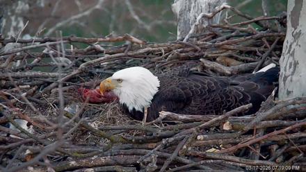 PA Farm Country Eagles Live Cams - Mar 17, 2026, 7:20pm EDT