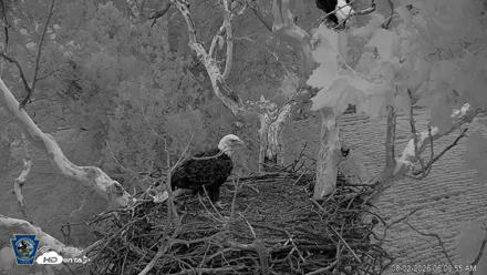 PA Farm Country Eagles Live Cams - Aug 2, 2026, 6:11am EDT