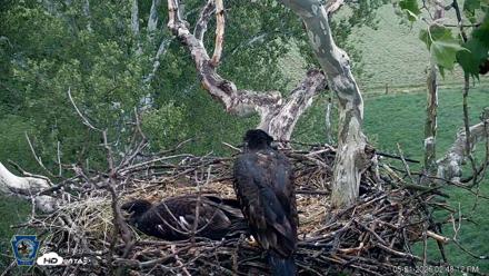 PA Farm Country Eagles Live Cams - May 21, 2026, 2:49pm EDT