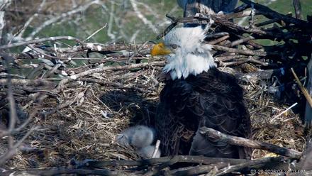 PA Farm Country Eagles Live Cams - Mar 29, 2026, 4:34pm EDT