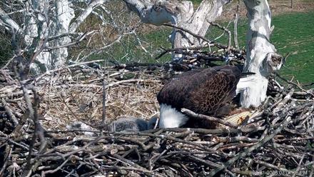 PA Farm Country Eagles Live Cams - Apr 1, 2026, 3:02pm EDT
