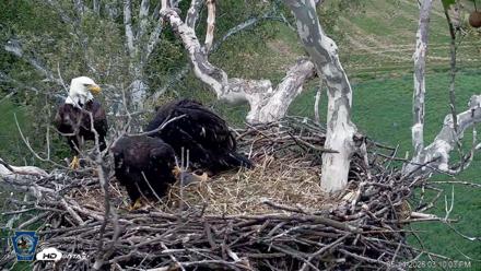 PA Farm Country Eagles Live Cams - May 14, 2026, 3:11pm EDT