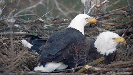 PA Farm Country Eagles Live Cams - Mar 13, 2026, 6:52pm EDT