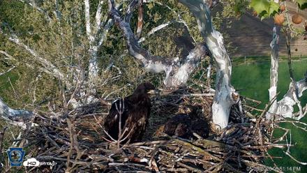 PA Farm Country Eagles Live Cams - May 9, 2026, 6:51pm EDT