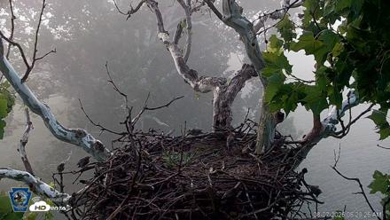 PA Farm Country Eagles Live Cams - Aug 7, 2026, 6:30am EDT