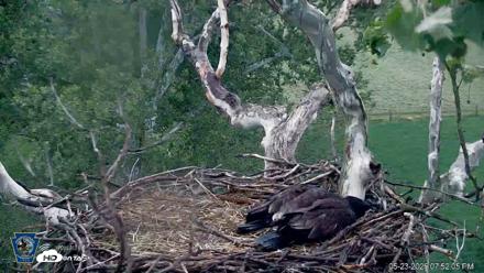 PA Farm Country Eagles Live Cams - May 23, 2026, 7:53pm EDT