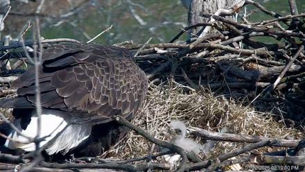 PA Farm Country Eagles Live Cams - Mar 22, 2026, 2:19pm EDT